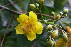 Cochlospermum religiosum